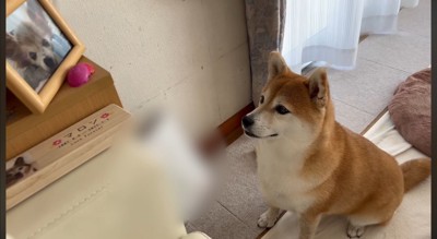 小型犬の遺影を見つめる犬