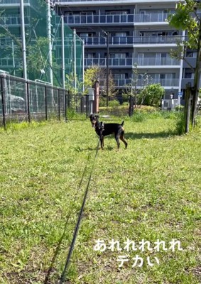 芝生に立つミニチュアピンシャー