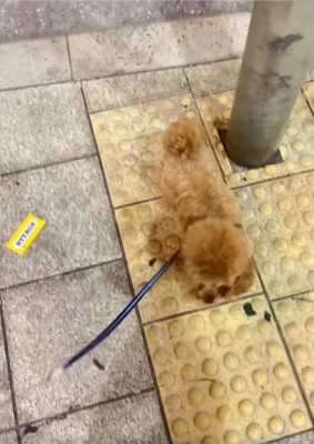 方向転換するうーろんくん