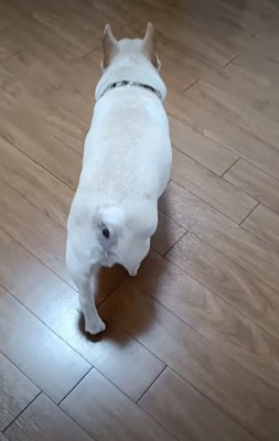 部屋を歩く犬
