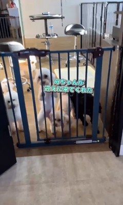 はるちゃん＆なつちゃんのお迎え3