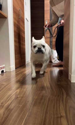 散歩に連れて行きたいお父さんVSマルちゃん4