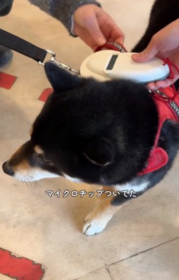 マイクロチップを探す