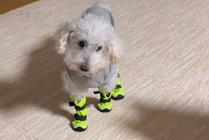 首をかしげる犬