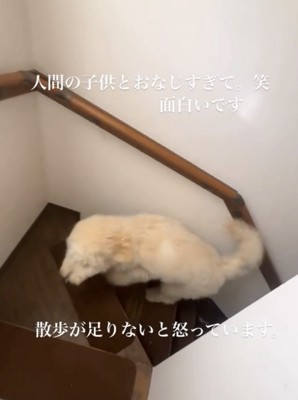 階段をのぼる犬2