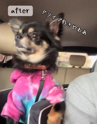 ベテランドライバーのよう