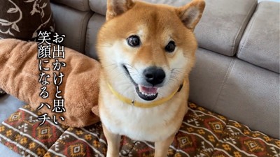 笑顔の犬