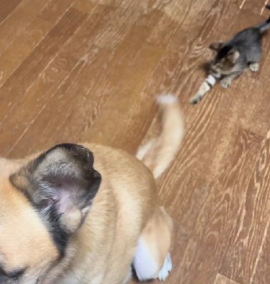 尻尾をおもちゃと勘違い!?