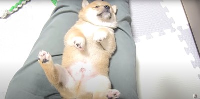 膝の上でへそてんして眠る柴犬の子犬