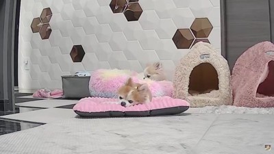 寝る犬2匹