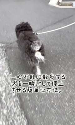 綱吉くんを止める方法