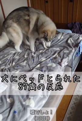 寝床を探す大福くん