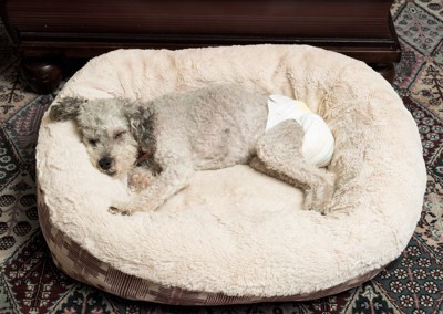 ベッドで眠る老犬