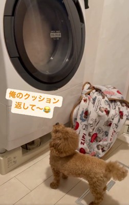 鳴き続けるれおくん