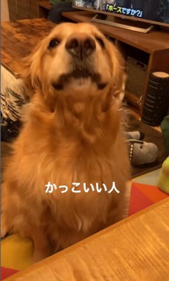 質問にお返事するこたつ君3