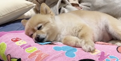 布団の上で眠る犬