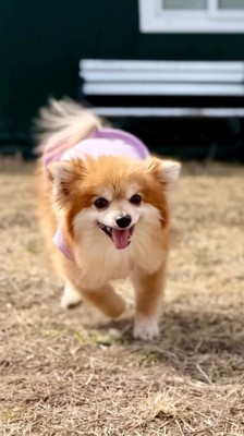 草の上を走る犬