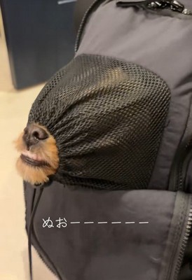 リュックに入るポテトちゃんとウニちゃん4