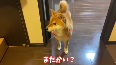 健気に待ち続けるゆきちゃん