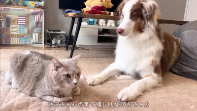 ガルチェロくんは見守り派