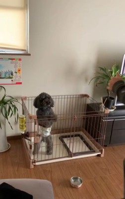 友達を誘うワンコ