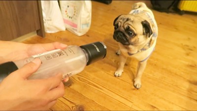 炭酸を作る機械の匂いを嗅ぐ犬