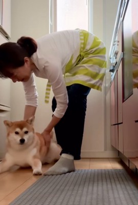 冷蔵庫前に戻る柴犬