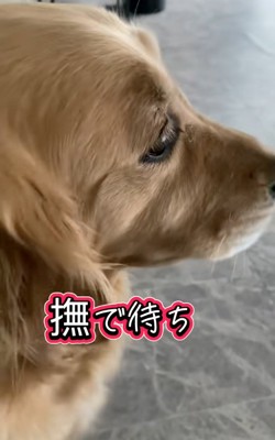 撫でられ待ちのメルちゃん