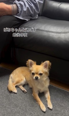 おばあちゃんとの別れを惜しむワンコたち3