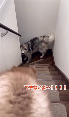 降りられなくて鳴く赤ちゃん犬