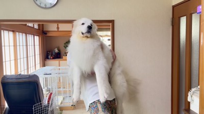 抱っこされる犬