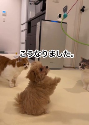 のえるちゃんと猫たち