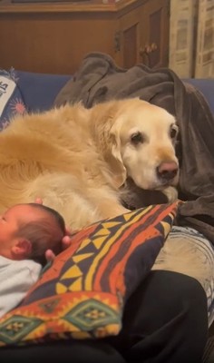 パパの方を見る犬