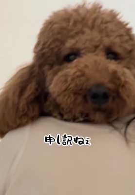 申し訳なさそうな犬