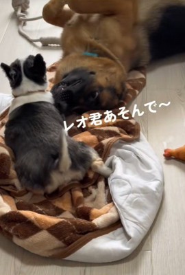 「遊んで遊んで！」「しつこいな～…」