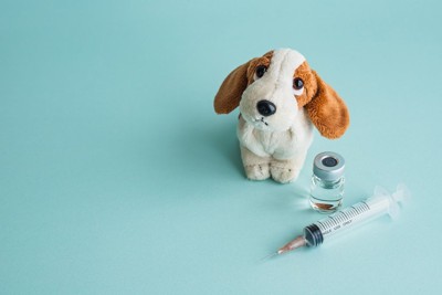 犬のぬいぐるみと医療器具