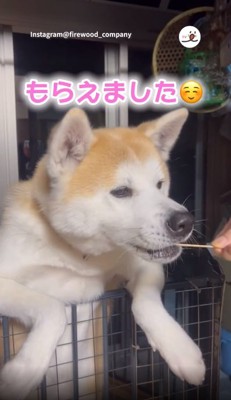 おいもをもらえた紅ちゃん