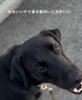 「お散歩楽しいねえ」