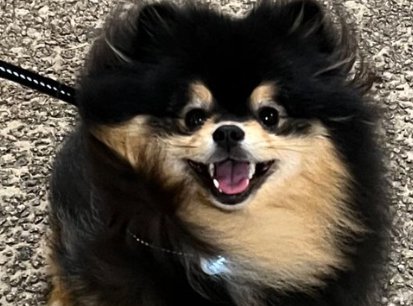 犬好きですよね！？