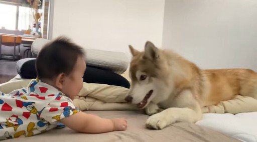 茶々丸くんと赤ちゃん6