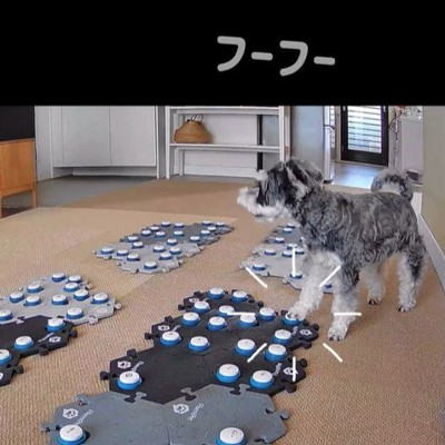 告げ口するモネちゃん5