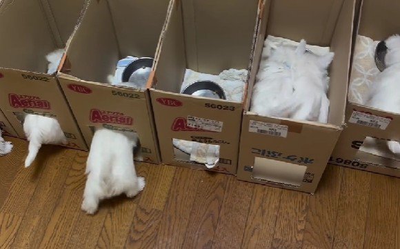 グッドアイデアでした！！