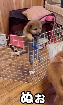 3匹の赤ちゃん犬の脱走9