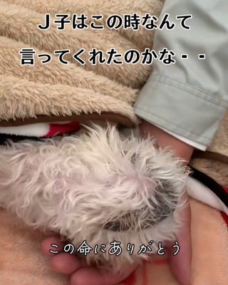 なんて言っていたのかな?