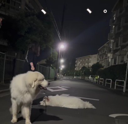 全然歩かない…