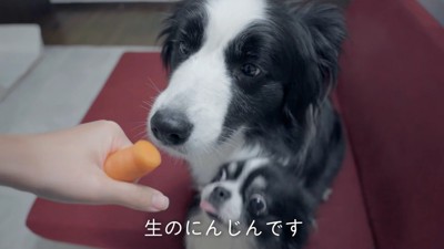 ニンジンを持つ手と犬