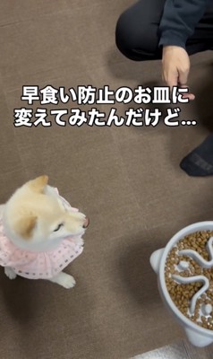 お皿の効果はいかに?