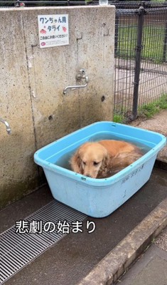 水が入った犬用タライ！