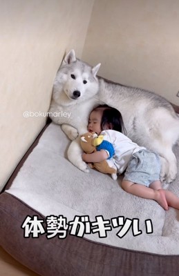 犬を枕にして眠る男の子3