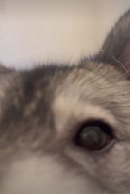 アップの犬